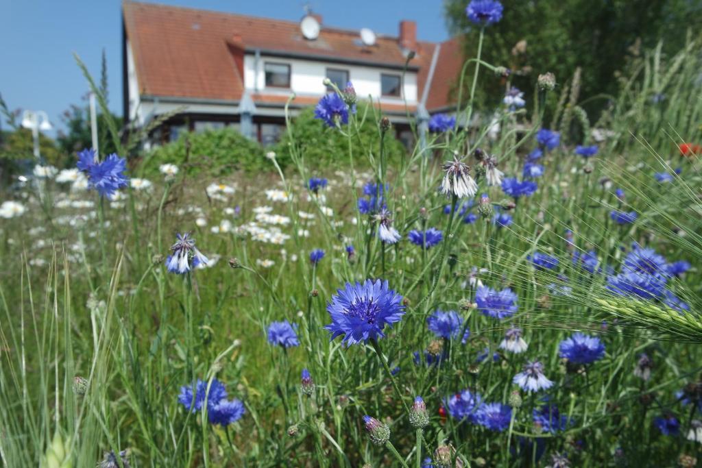 Zahrada ubytování Aparthotel Schafshorn