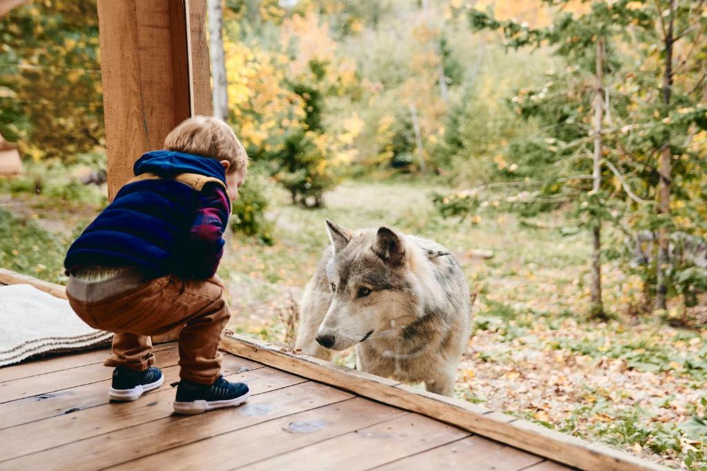 a young boy looking at a dog in a mirror at Parc Omega in Montebello