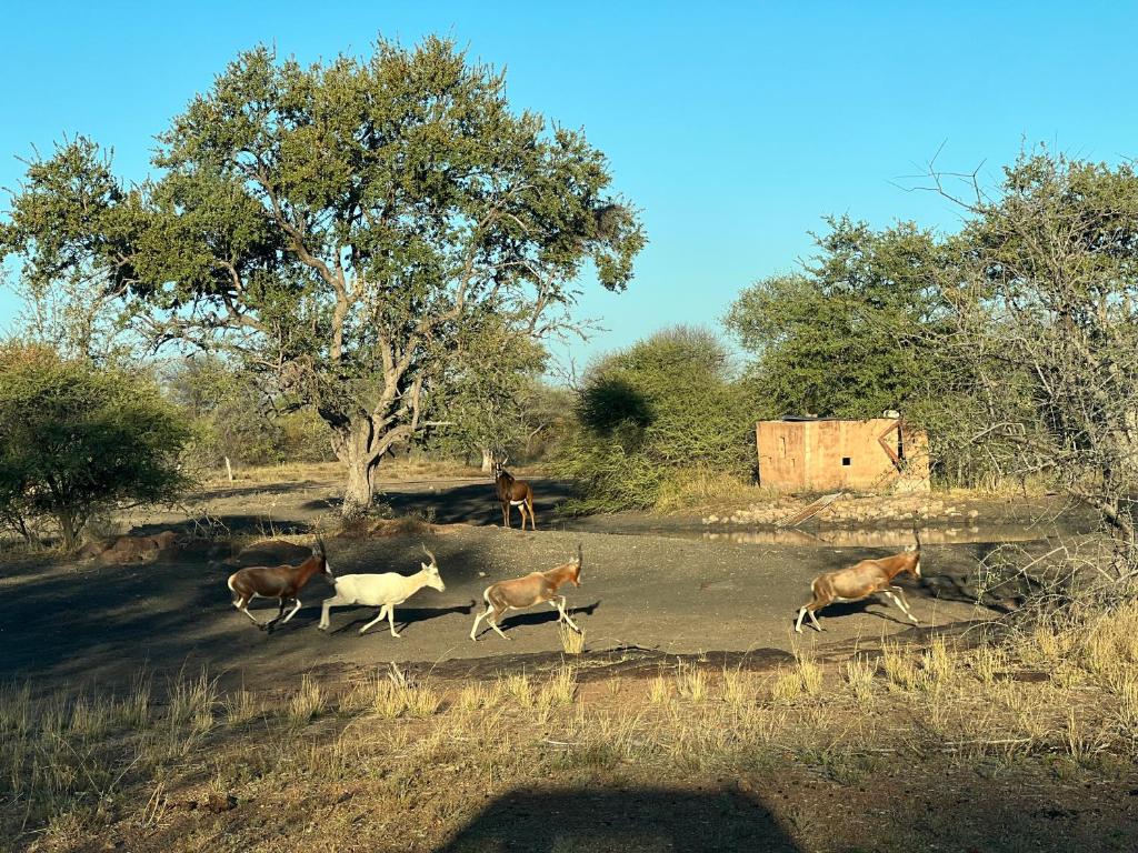 Fotografie z fotogalerie ubytování Simba Safaris African Pride Exotic Lodge v destinaci Lephalale