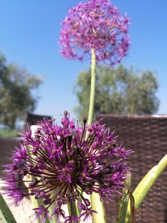 Zahrada ubytování Agriturismo Podere Verdicchio