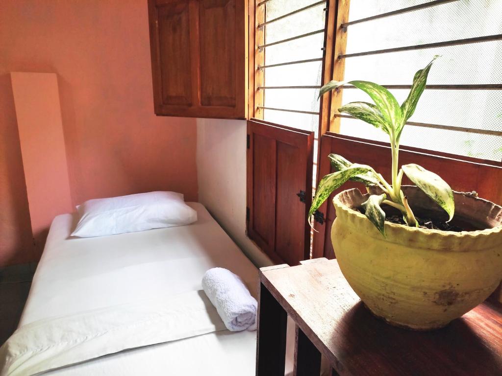 una planta en una olla sentada en una mesa junto a una ventana en Hostal Casa La Candelaria, en Mompós