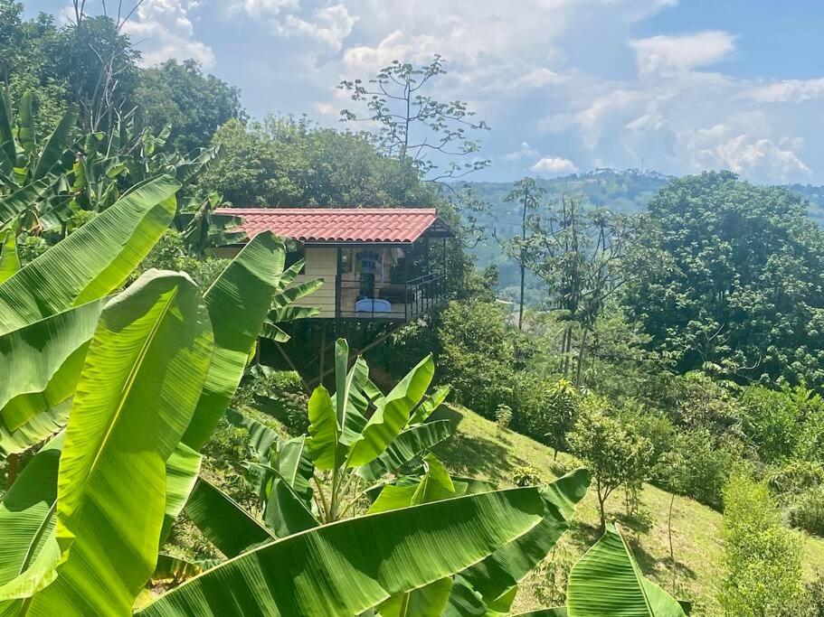 ein Haus auf einem Hügel in einem Wald in der Unterkunft Cabaña entre las montañas Tierra Mia - Eje Cafetero in Manizales