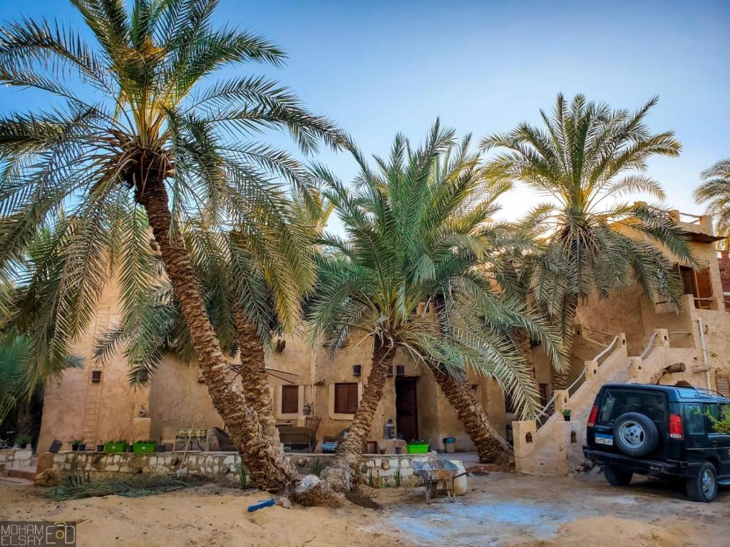 a car parked in front of a building with palm trees at Paloma Lodge in Siwa