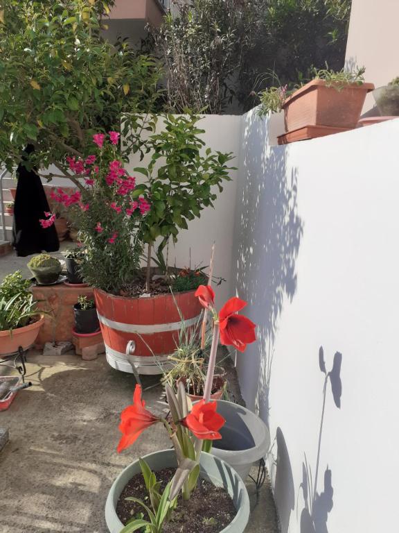 Zahrada ubytování Vagelis 2 Nemea apartments