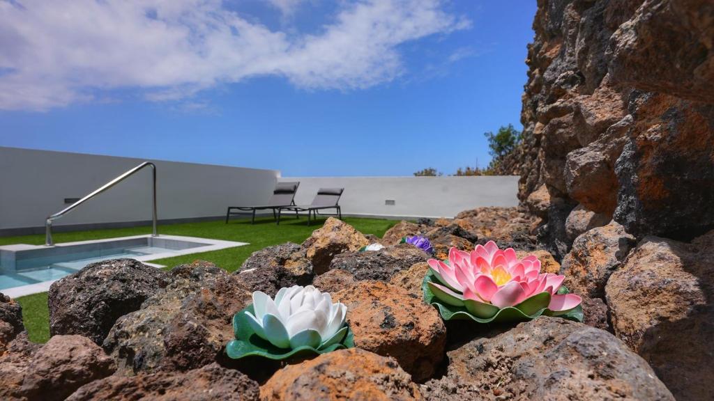 zwei rosa und weiße Blumen auf einigen Felsen in der Unterkunft Mireya home in Icod de los Vinos