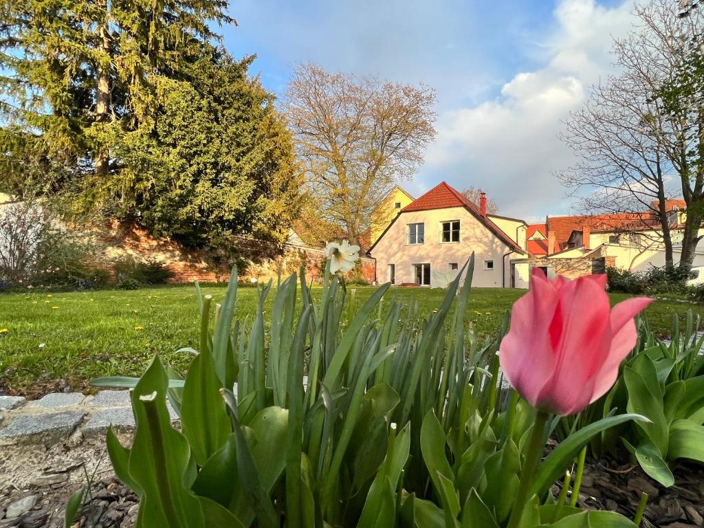 OM Yoga center في سلوفينيسكا بيستريسا: زهور التوليب وردية في الحديقة أمام المنزل