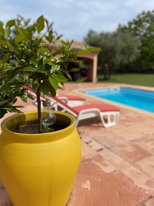 a yellow pot with a plant in it next to a pool at Le calme de la campagne proche de tout..... in Les Arcs sur Argens