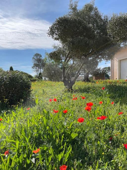 a field of red flowers with a tree in the background at Le calme de la campagne proche de tout..... in Les Arcs sur Argens