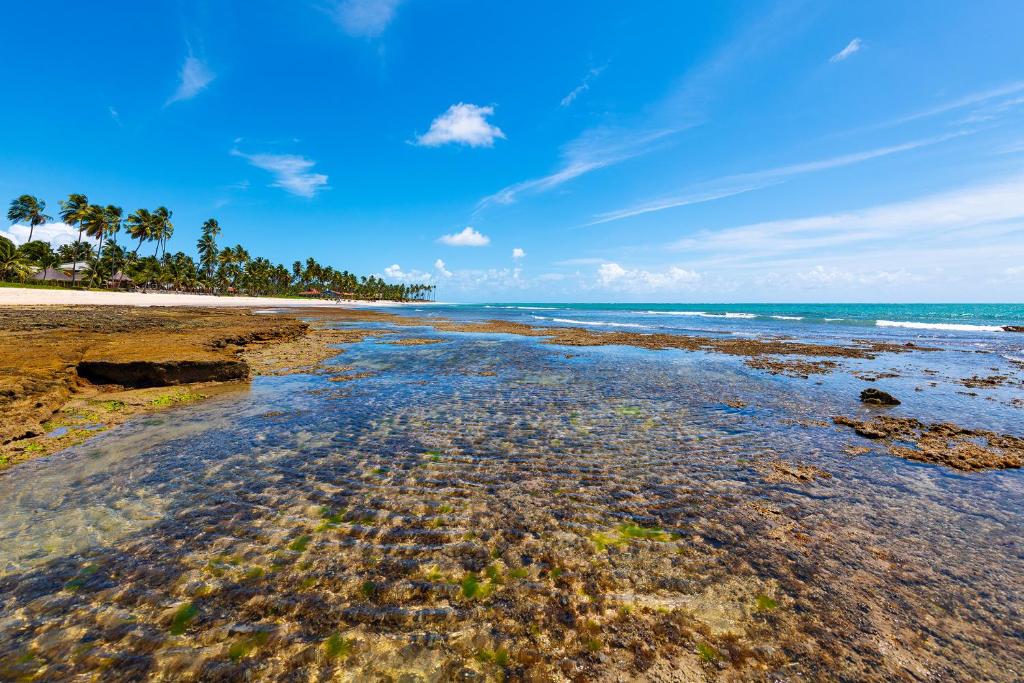 uma praia com rochas e o oceano e palmeiras em Sítio Praia dos Carneiros em Praia dos Carneiros
