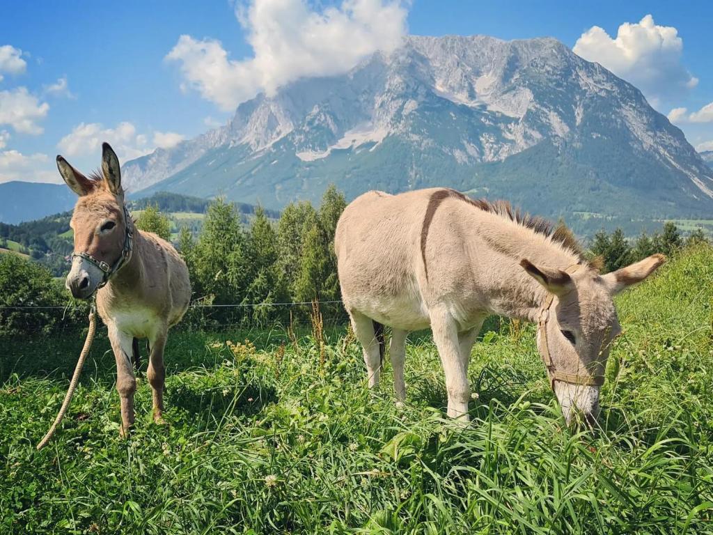 Zvířata v chaty nebo okolí
