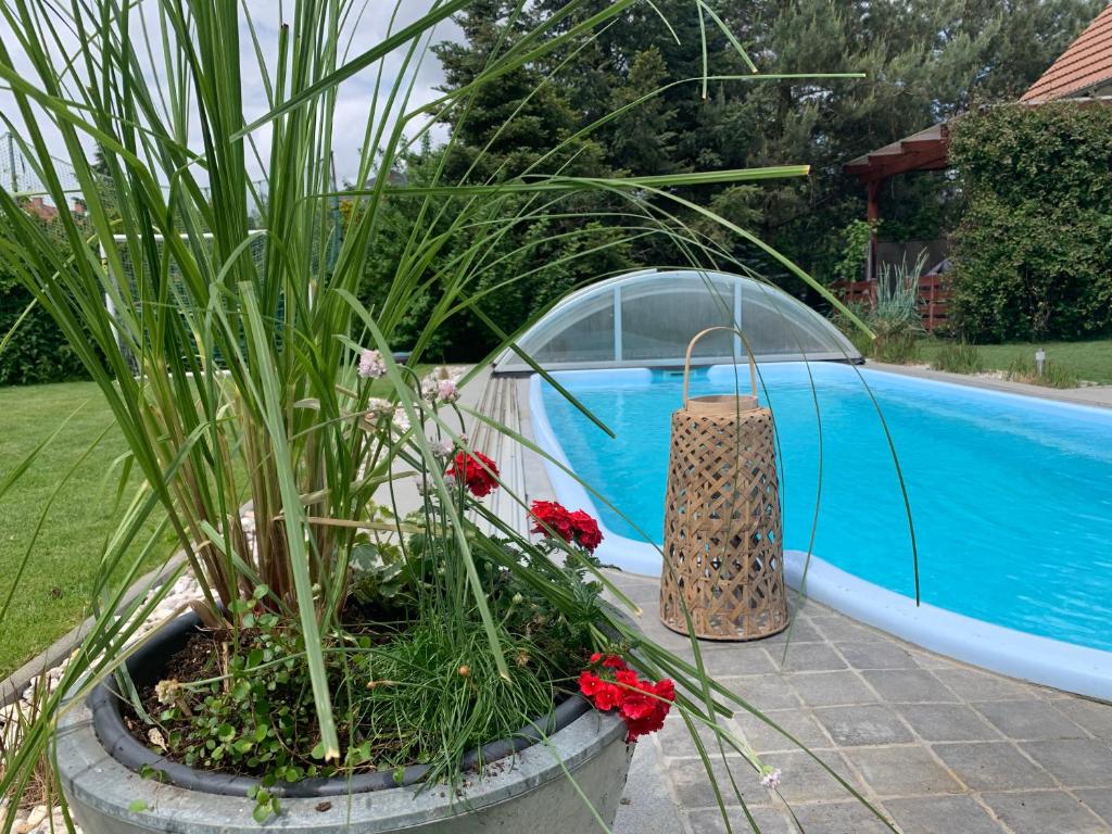 une plante dans un pot à côté d'une piscine dans l'établissement Pool & Lake Holiday Home, à Markkleeberg