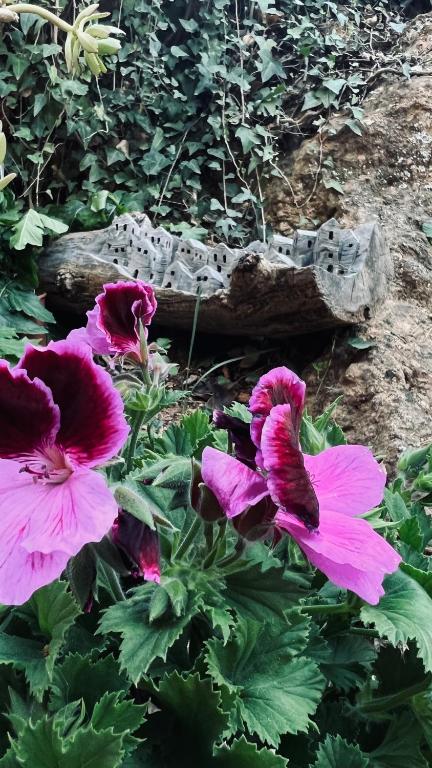 Vonkajšia záhrada v ubytovaní Cortijo El Pino Retreat