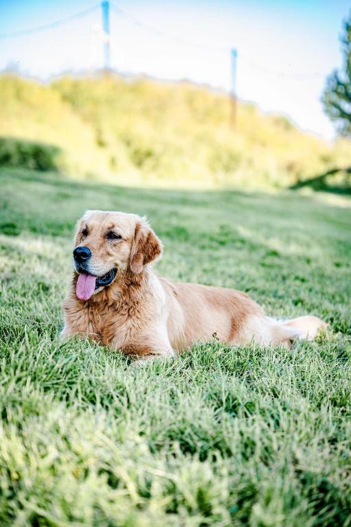 a brown dog laying in the grass in a field at TinyParks Eiland Tiengemeten in Zuid-Beijerland