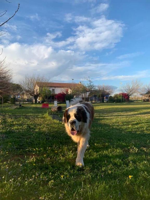 Domácí mazlíčci ubytovaní s hosty v ubytování Agriturismo il Podere Vedelago con San Bernardo, Alpaca e una Pentola di cose da scoprire