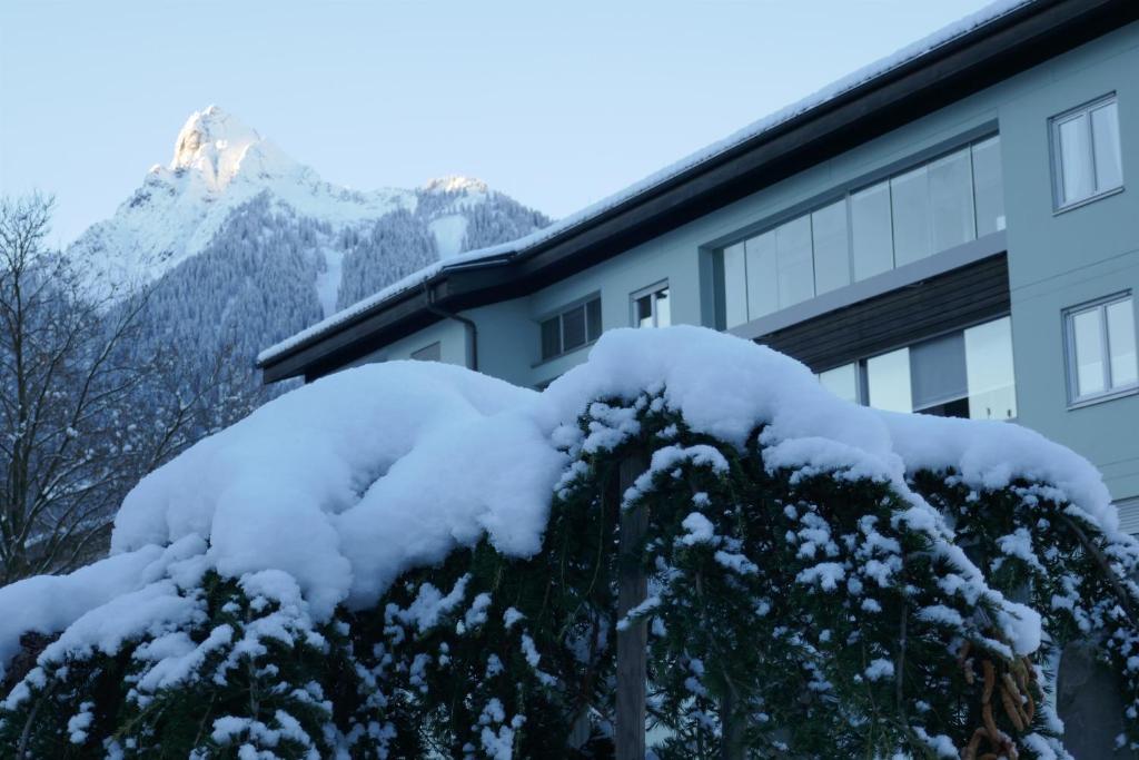 een met sneeuw bedekte boom voor een gebouw bij Apartment Sonnenlicht in Schruns