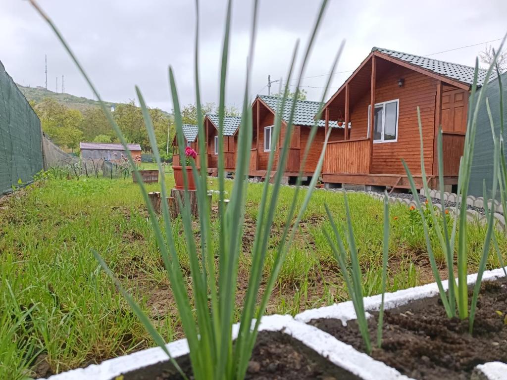 Zahrada ubytování "La Aurel" Mahmudia