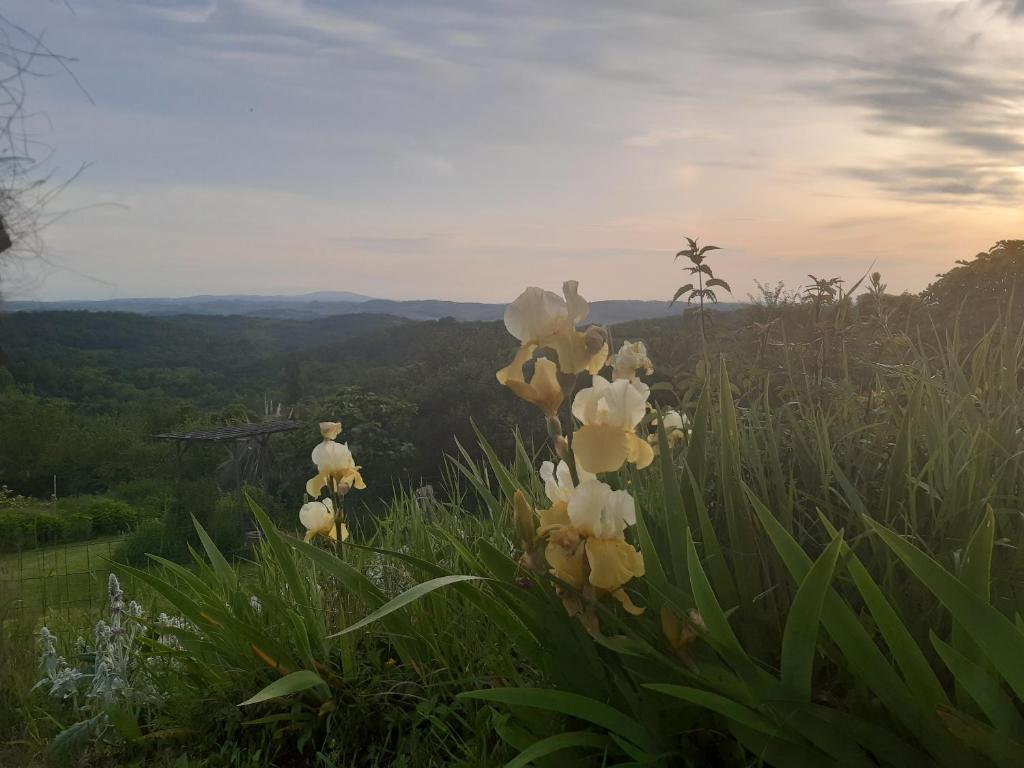 Příroda nedaleko apartmánu
