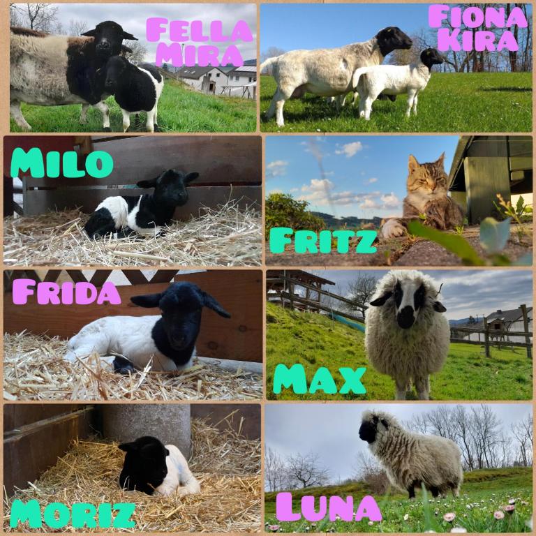 Zvířata v venkovského domu nebo okolí