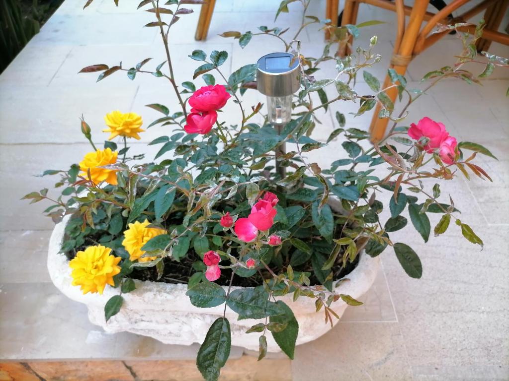 Zahrada ubytování flower garden apartment