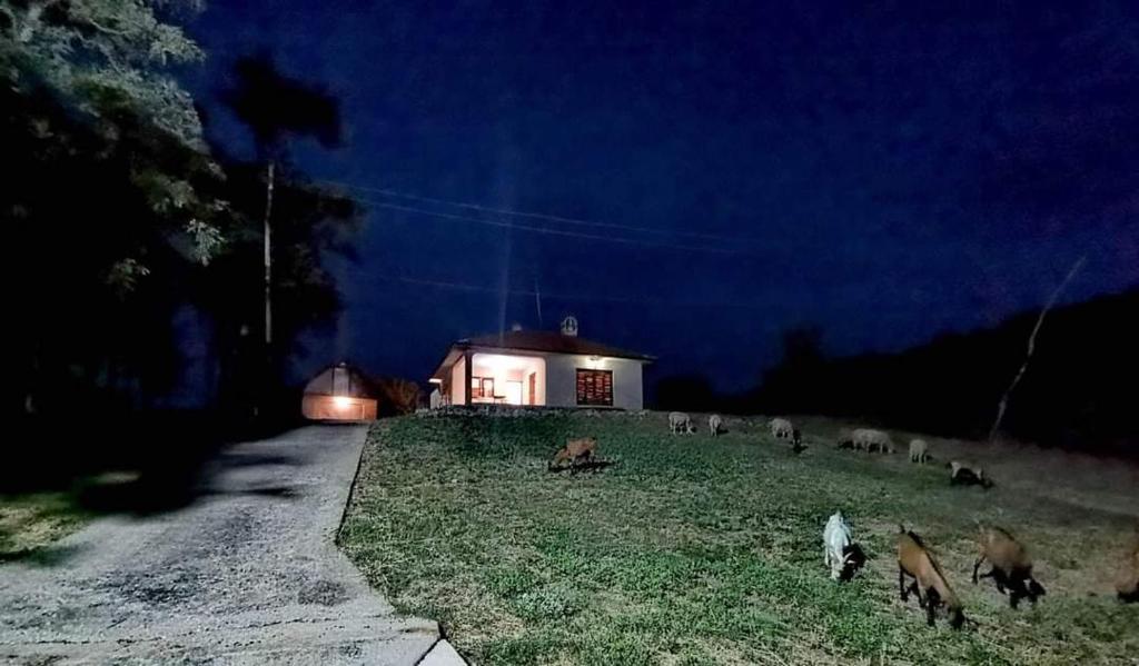 TopolaŠumadijska panorama的一群动物在晚上在房子前放牧