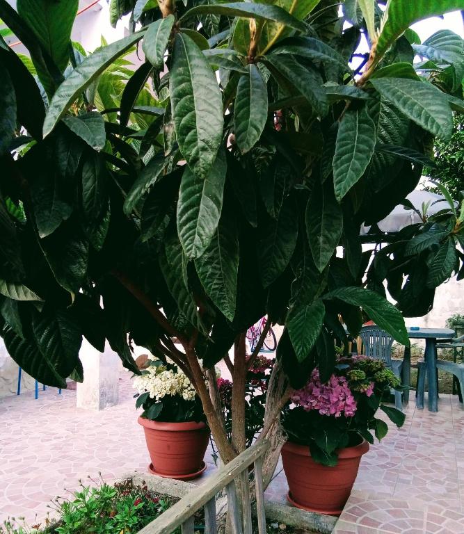 Zahrada ubytování B&B Fenice Barocca