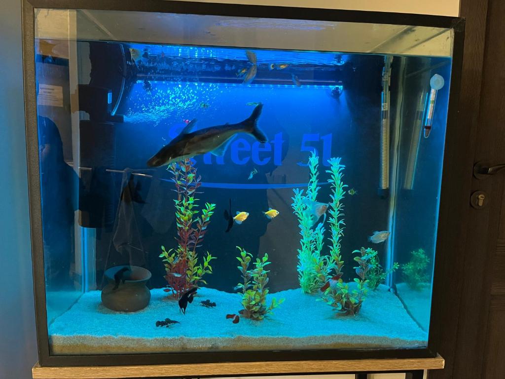 Zvířata v hostelu nebo okolí