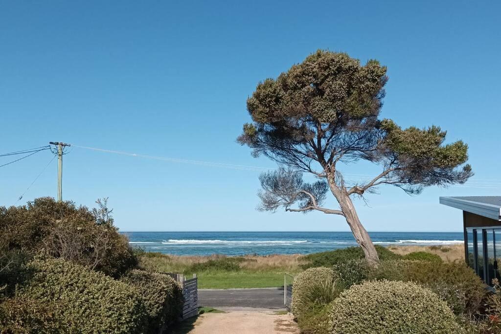 a tree on the beach with the ocean in the background at The Dunes - King Studio - 50m from Scamander Beach in Scamander