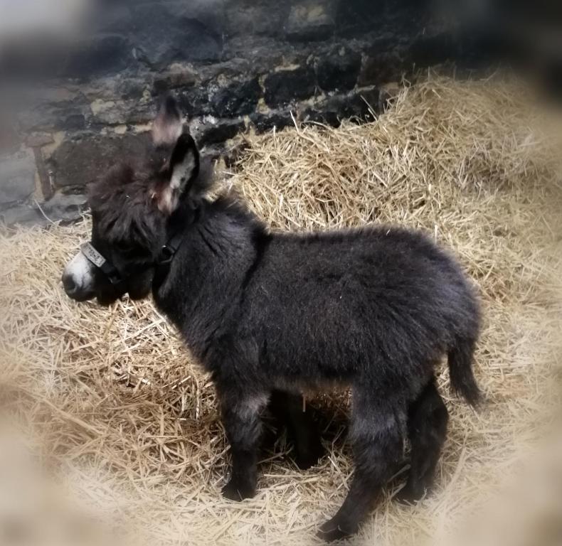 Zvířata v chaty nebo okolí