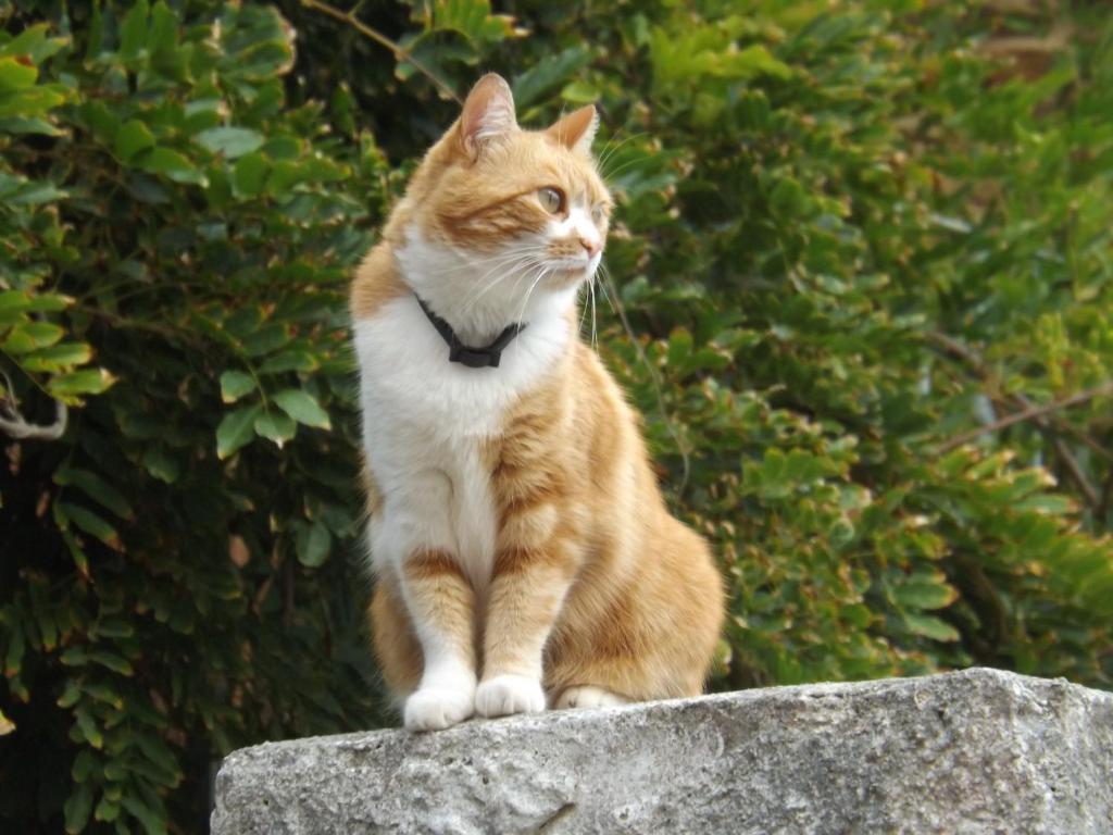an orange and white cat sitting on a rock at B&B Il Gatto Pescatore in Stintino