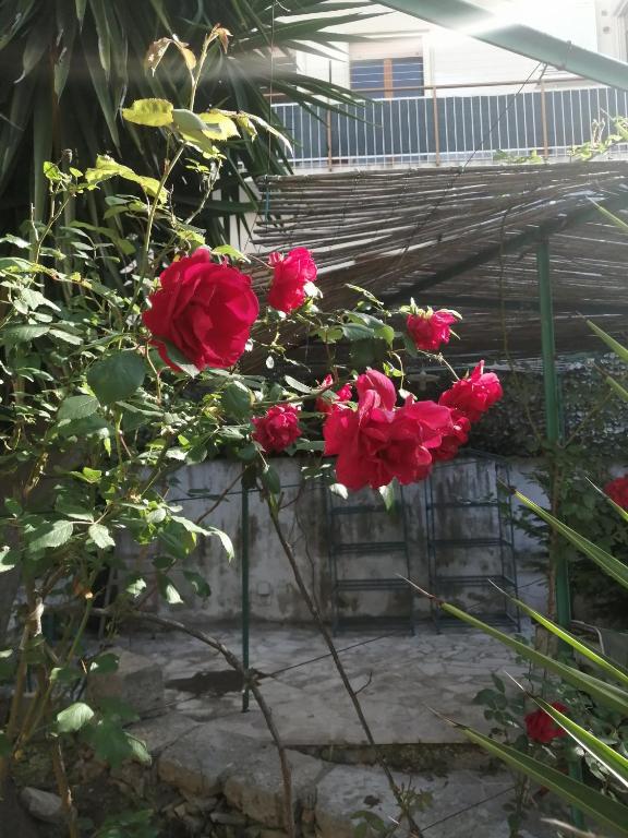 Il Giardino della Nonna - 13