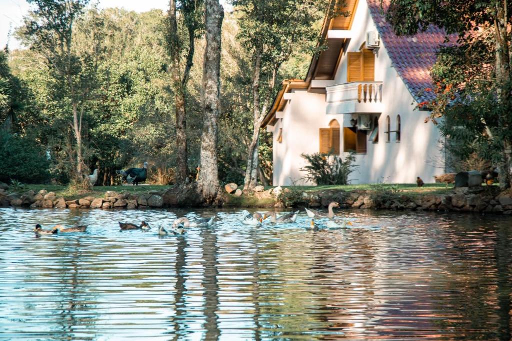 a group of ducks swimming in the water next to a house at Wine Residence in Garibaldi