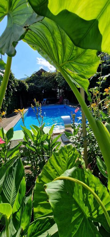 un jardín con piscina y algunas plantas verdes en APARTMAN MURKO P-4, en Liubliana