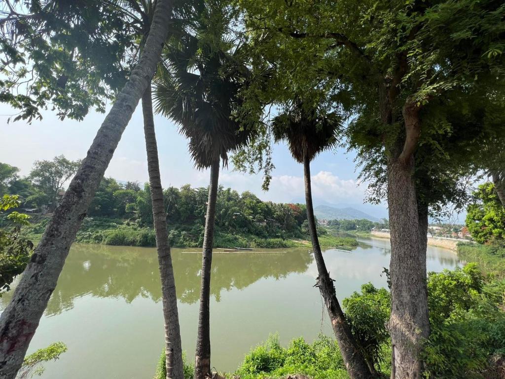 a view of a river from between palm trees at Golden Lotus Namkhan River View in Luang Prabang