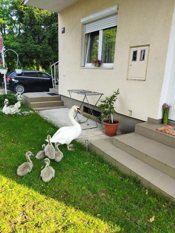 Ogród w obiekcie Apartman na jezeru