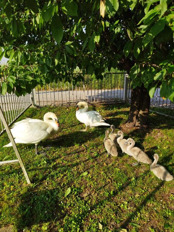 Ogród w obiekcie Apartman na jezeru