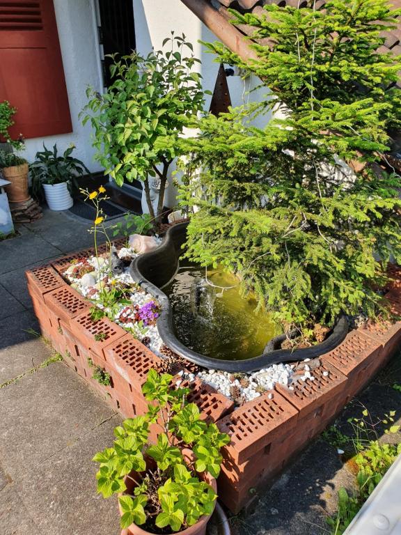 Zahrada ubytování BnB Haus Weibel