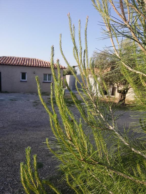 a pine tree in front of a house at Maison du causse in Magalas