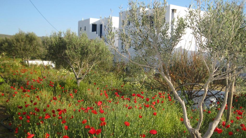 Zahrada ubytování Aronis Plaka Naxos