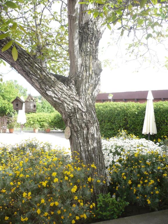 Jardí fora de Il Baffetto B&B