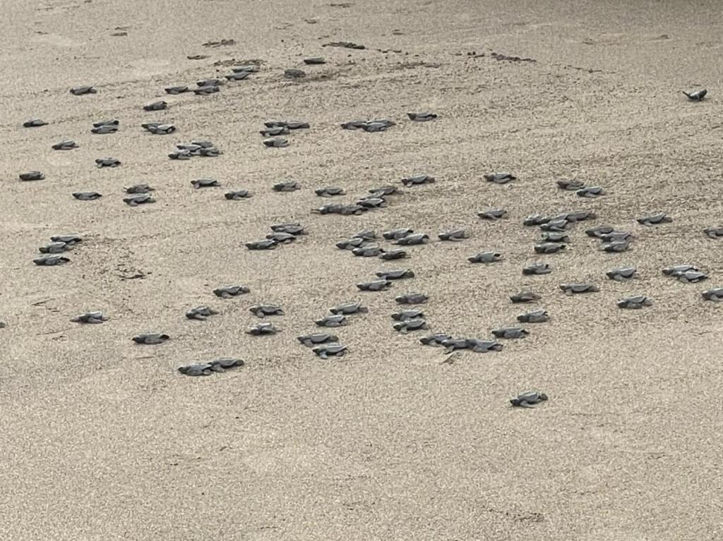 Altri animali domestici presso il lodge o nei dintorni