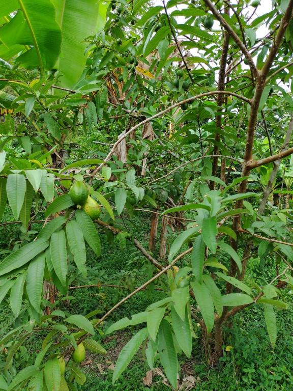 Zahrada ubytování Cabaña Wiwa Tayrona