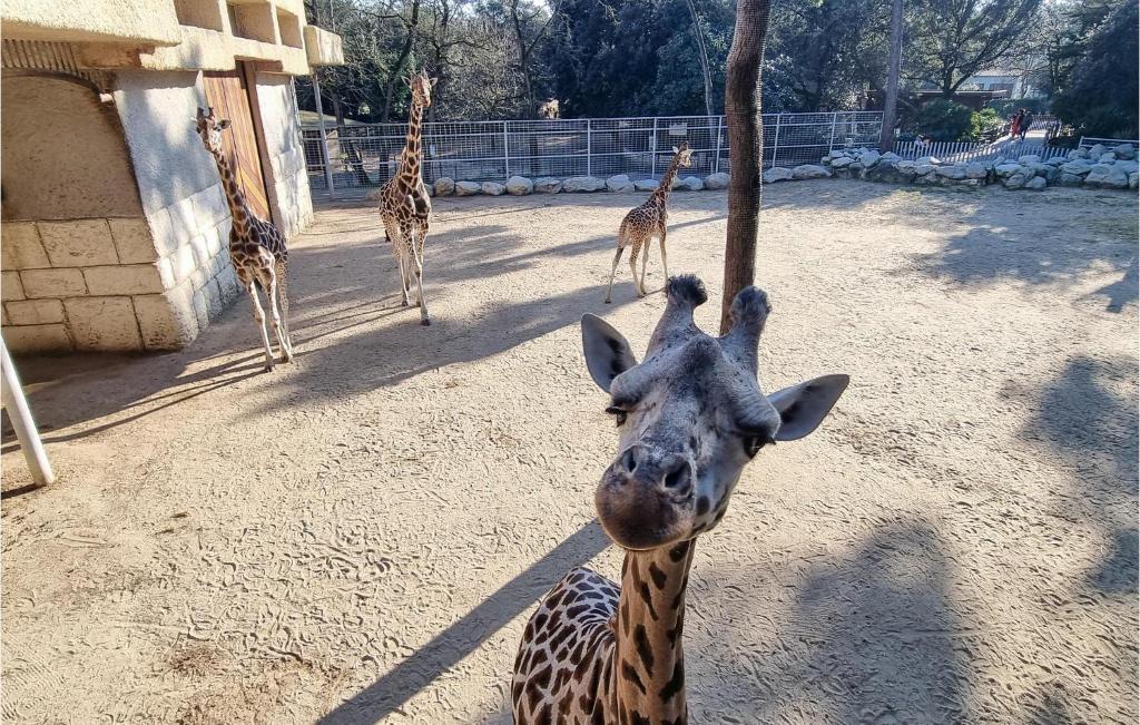 a giraffe standing in front of a group of giraffes at Stunning Home In Saint-palais-sur-mer With Wifi And 6 Bedrooms in Saint-Palais-sur-Mer