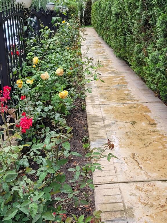 A garden outside Studio VIP-ZONE