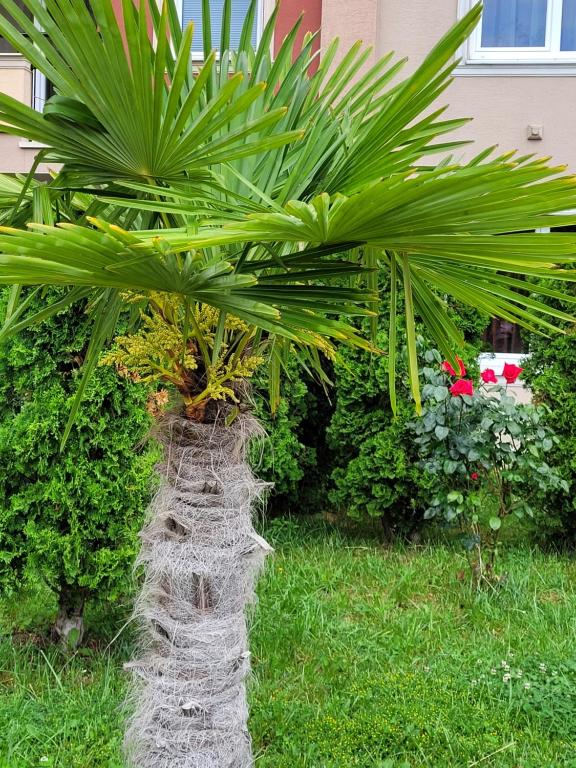 A garden outside Studio VIP-ZONE