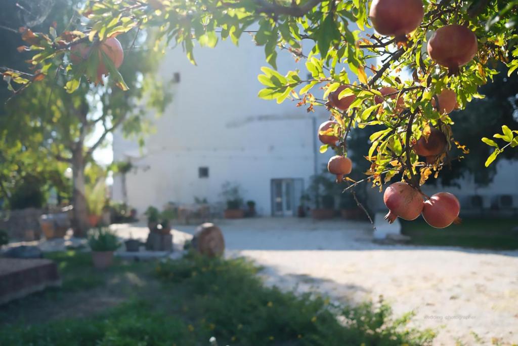 a bunch of oranges hanging from a tree in a yard at Masseria Giangrande - Rooms and Apartment in Polignano a Mare