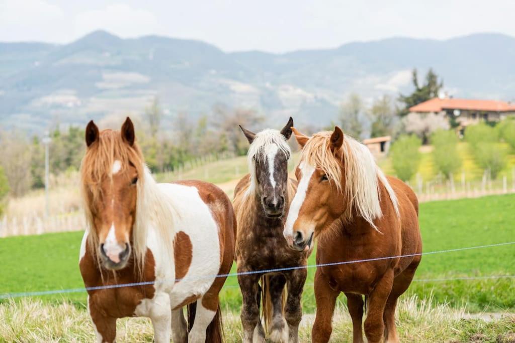 un grupo de tres caballos parados en un campo en Agriturismo La Margherita, en San Giorgio Scarampi