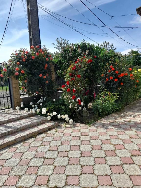 a garden of flowers and roses on a sidewalk at Casa G in Douăzeci şi Trei August