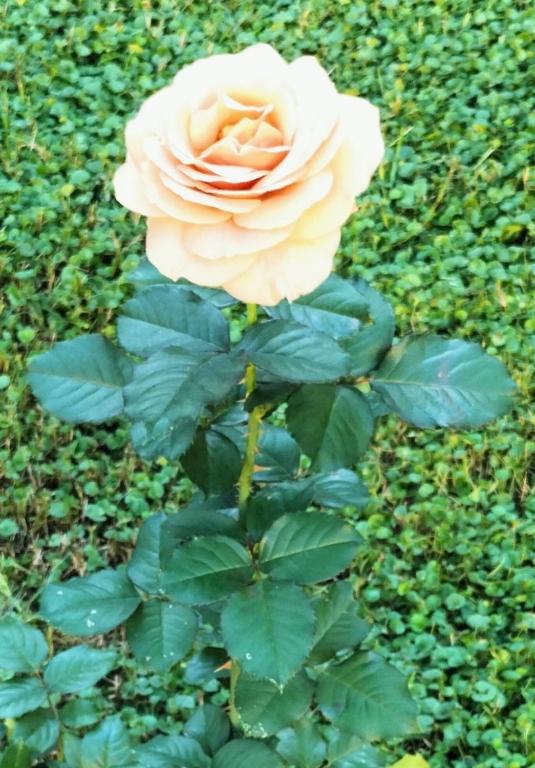 Zahrada ubytování Bilocale Le Rose
