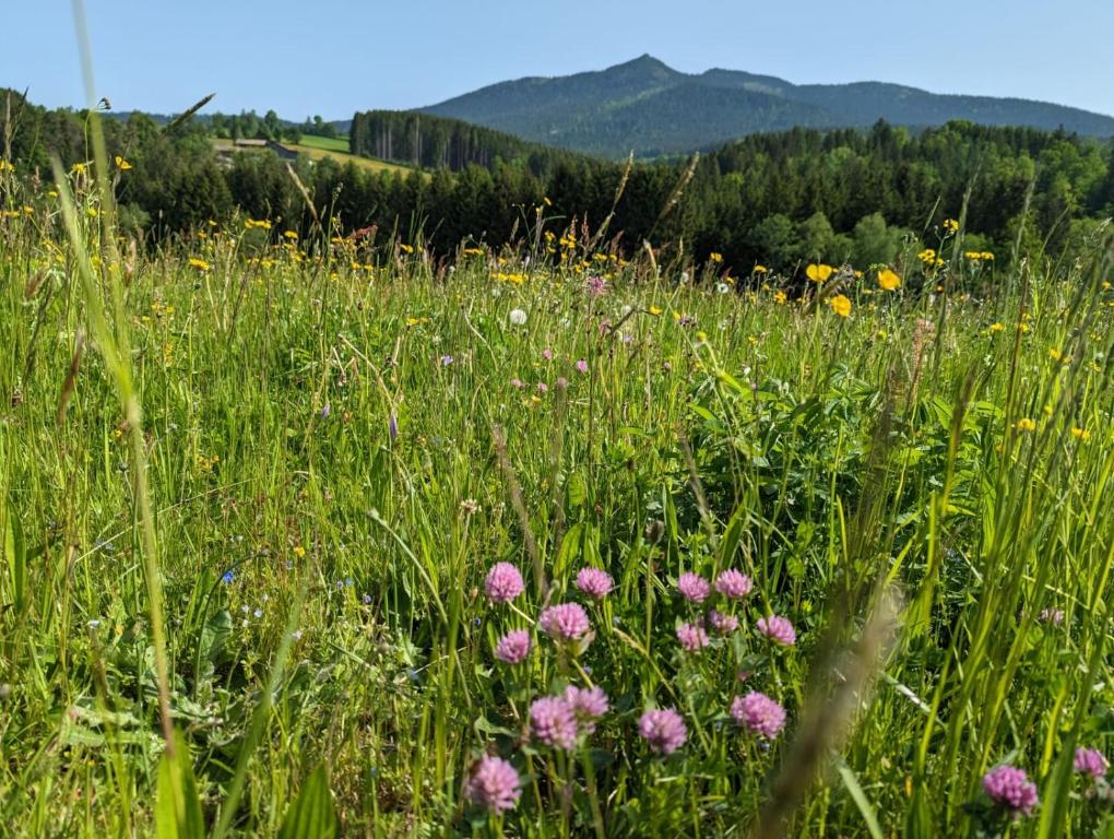 a field filled with lots of grass and flowers at Ferienwohnung Osserglück in Lohberg