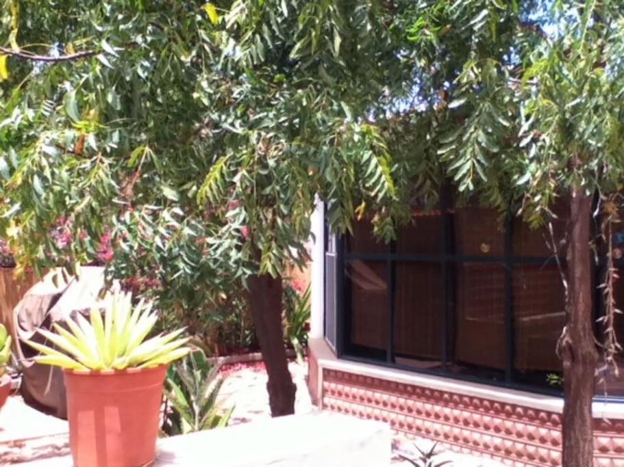 a tree in front of a building with a window at Spacious, Sunny, Cozy & Secure in Mindelo